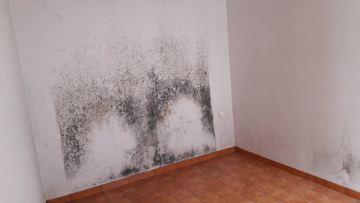 Moisissures - Expertise humidité à Argenteuil